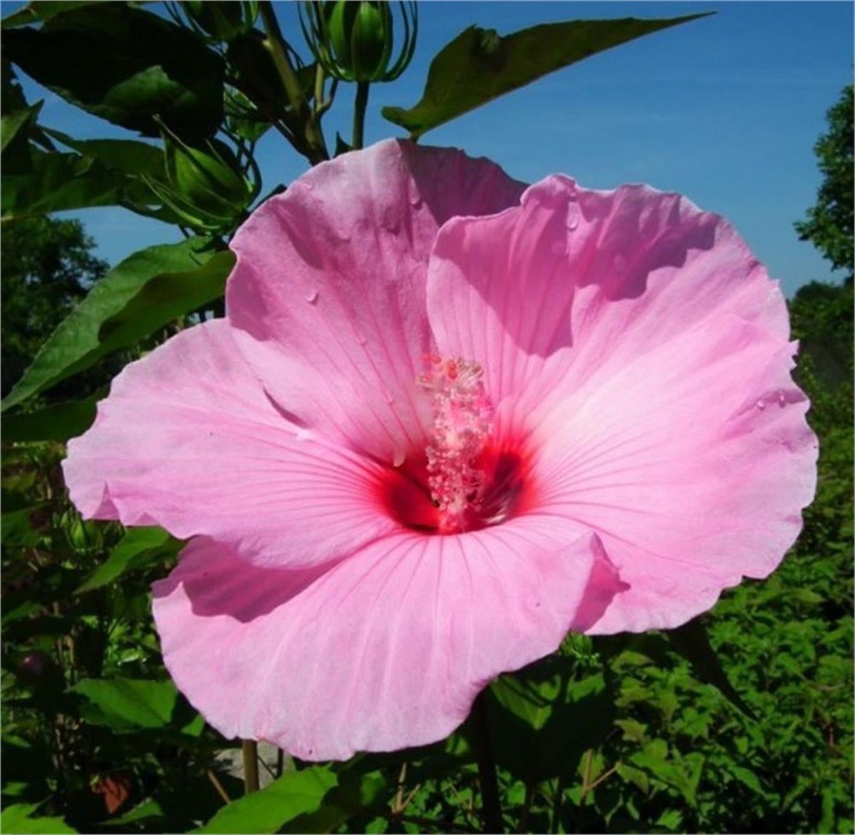 Hibiscus moscheutos Planet solene tansol Misk kokulu Gülhatmi fidanı 0-50cm