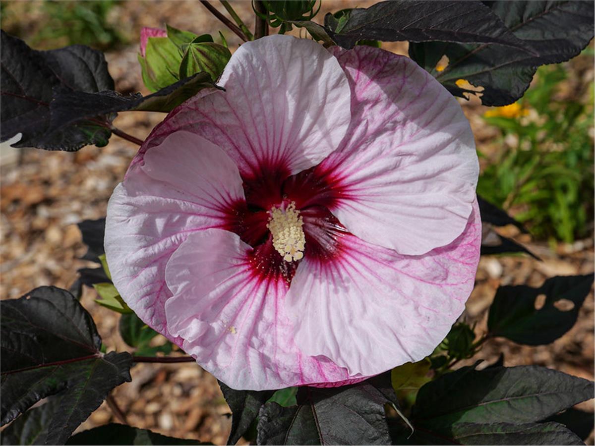 Hibiscus syriacus Dark mystery Gül Hatmi fidanı