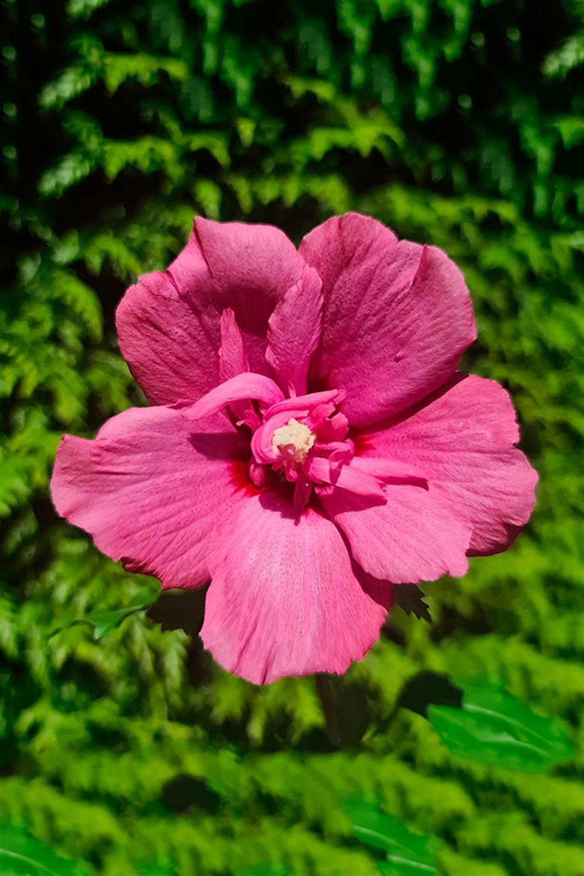 Hibiscus syriacus Flower Tower Ruby Gül Hatmi fidanı