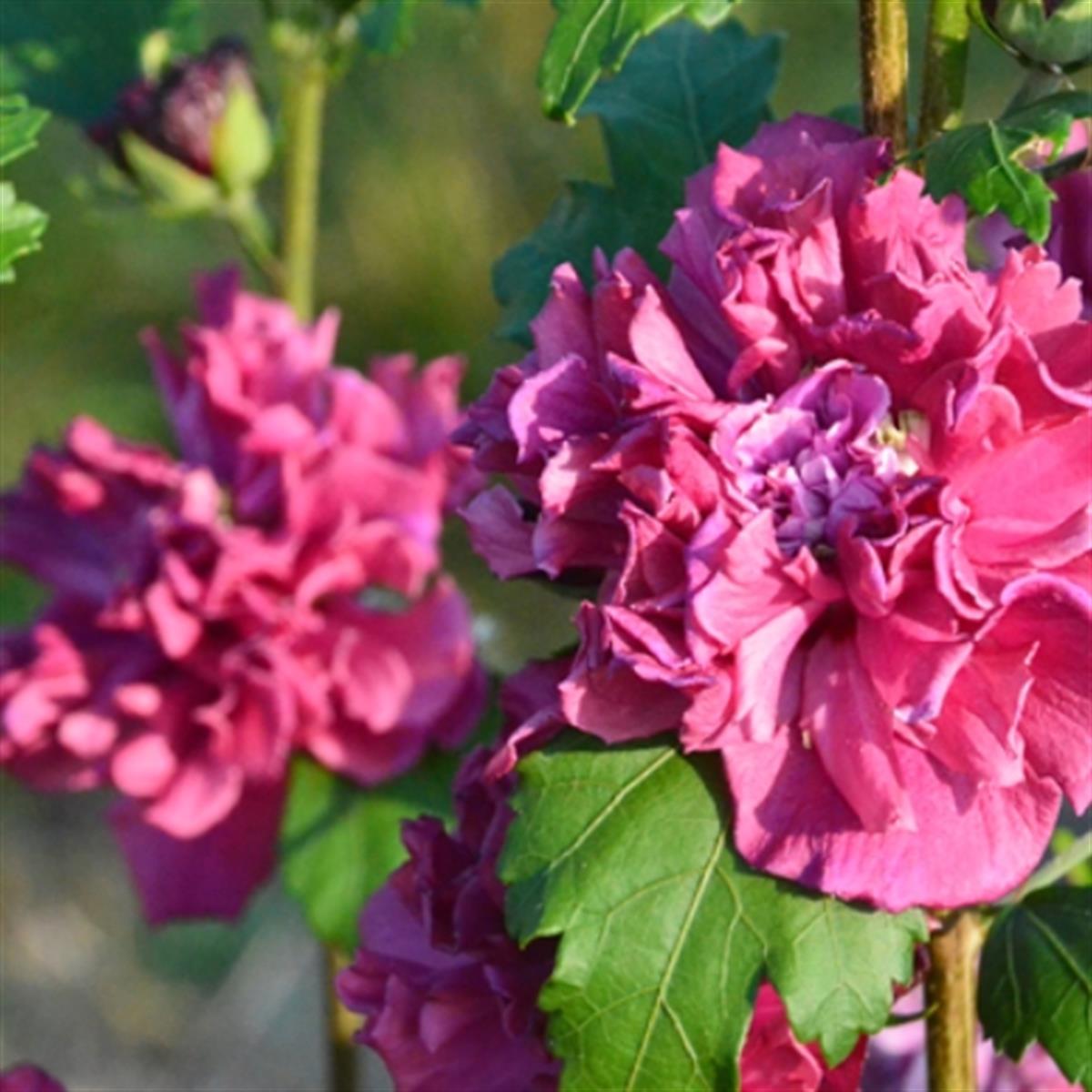 Hibiscus syriacus Kırmızı Katlı Gül hatmi fidanı