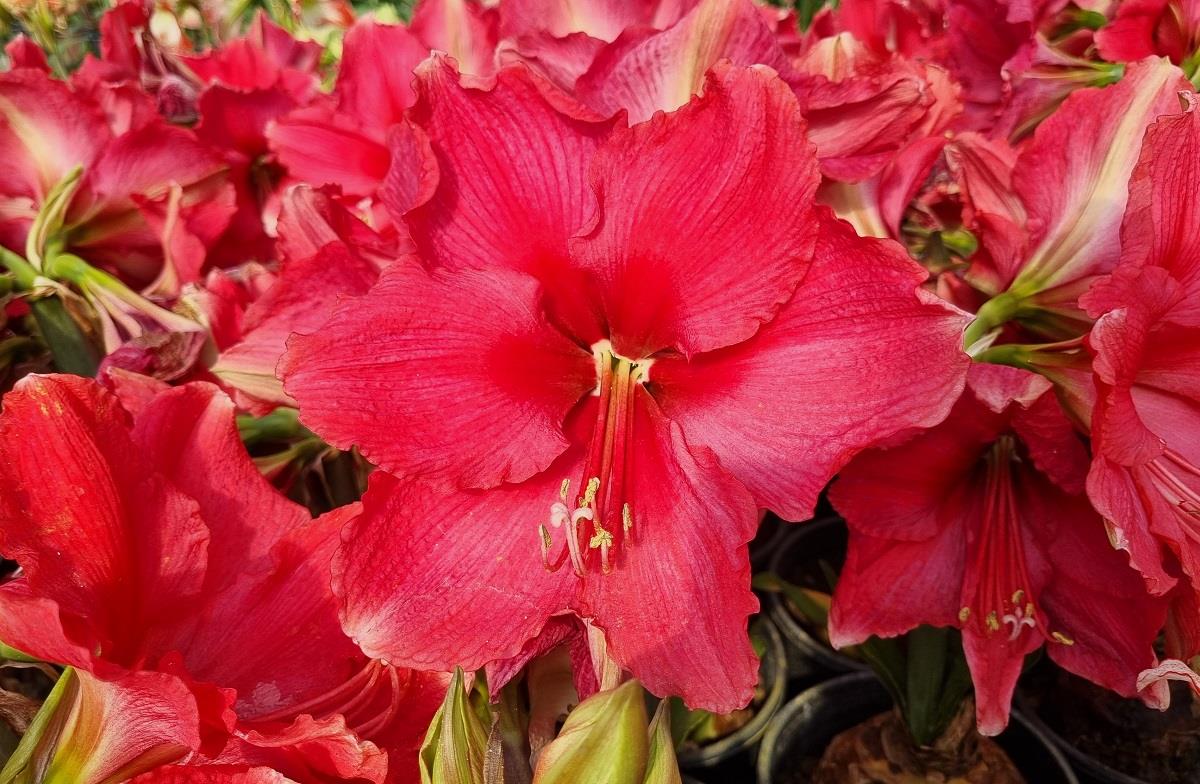 Hippeastrum Amaryllis Soğanı (Güzel Hatun Çiçeği Soğanı) Rose
