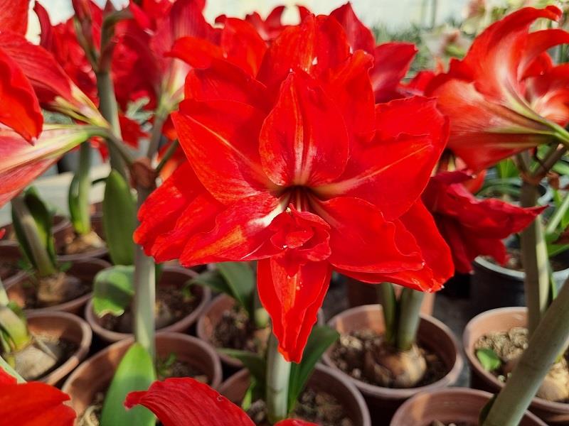 Hippeastrum Amaryllis Soğanı (Güzel Hatun Çiçeği Soğanı) Double Delicious