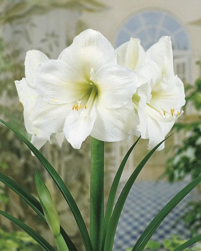 Hippeastrum Amaryllis Soğanı (Güzel Hatun Çiçeği Soğanı) Mont Blanc