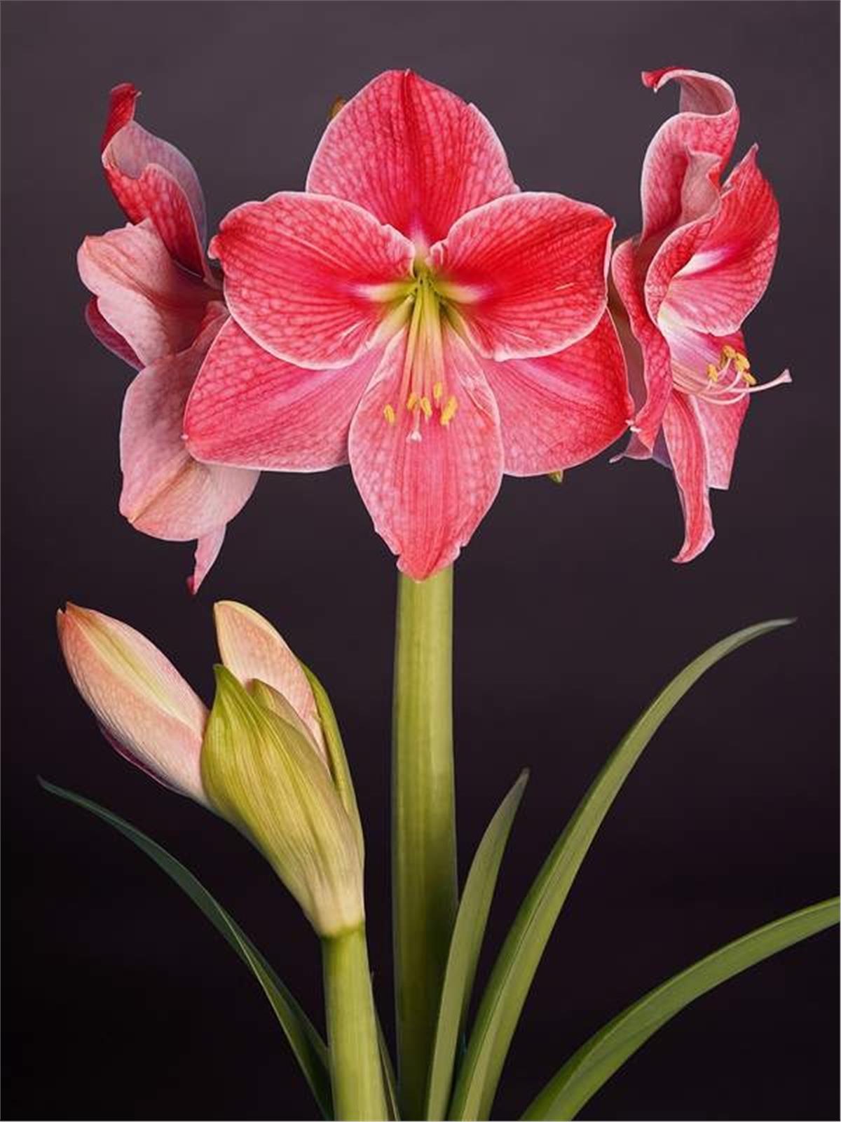 Hippeastrum Amaryllis Soğanı (Güzel Hatun Çiçeği Soğanı) Sweet Cream