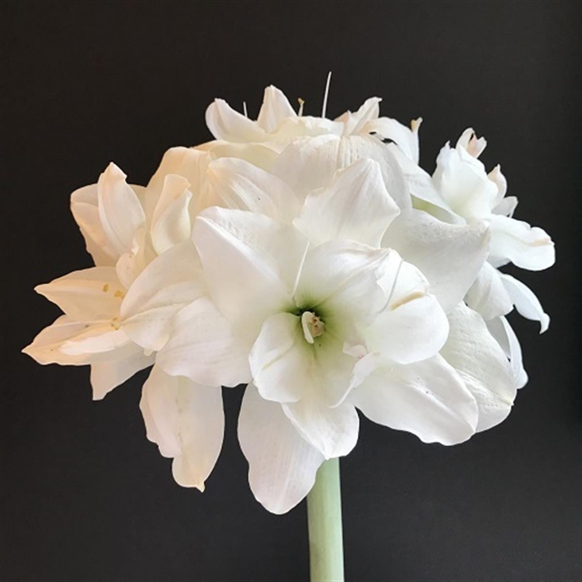 Hippeastrum Amaryllis Soğanı (Güzel Hatun Çiçeği Soğanı) Alfresco