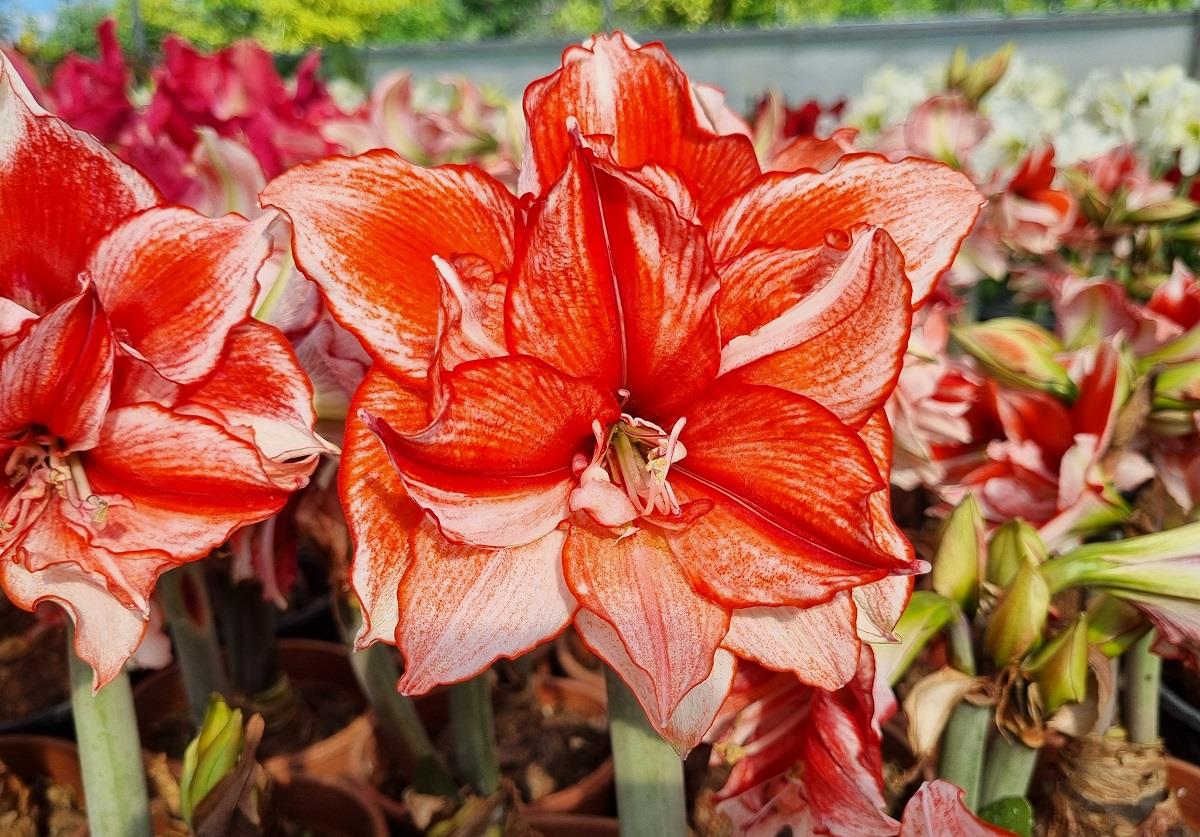 Hippeastrum Amaryllis Soğanı (Güzel Hatun Çiçeği Soğanı) Flamed Amadeus
