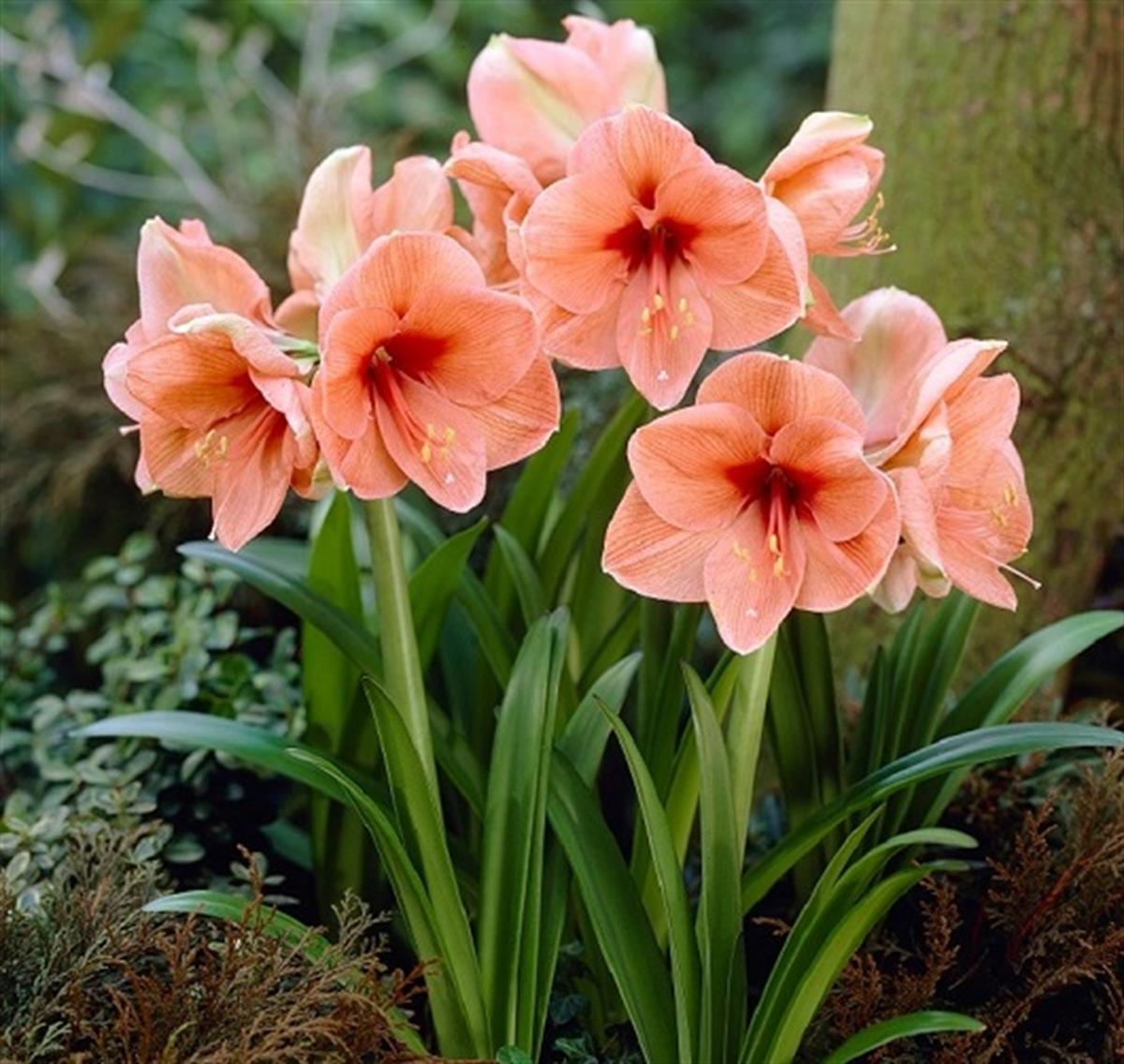 Hippeastrum Amaryllis Soğanı (Güzel Hatun Çiçeği Soğanı) Rilona