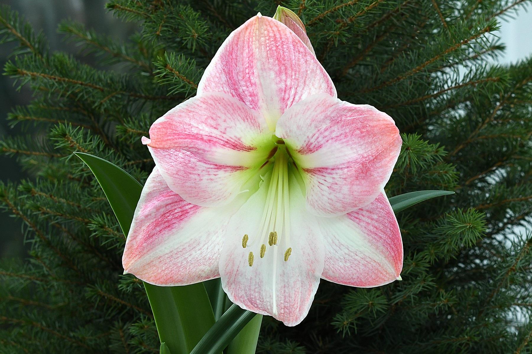 Hippeastrum Amaryllis Soğanı (Güzel Hatun Çiçeği Soğanı) Cherry Blossom