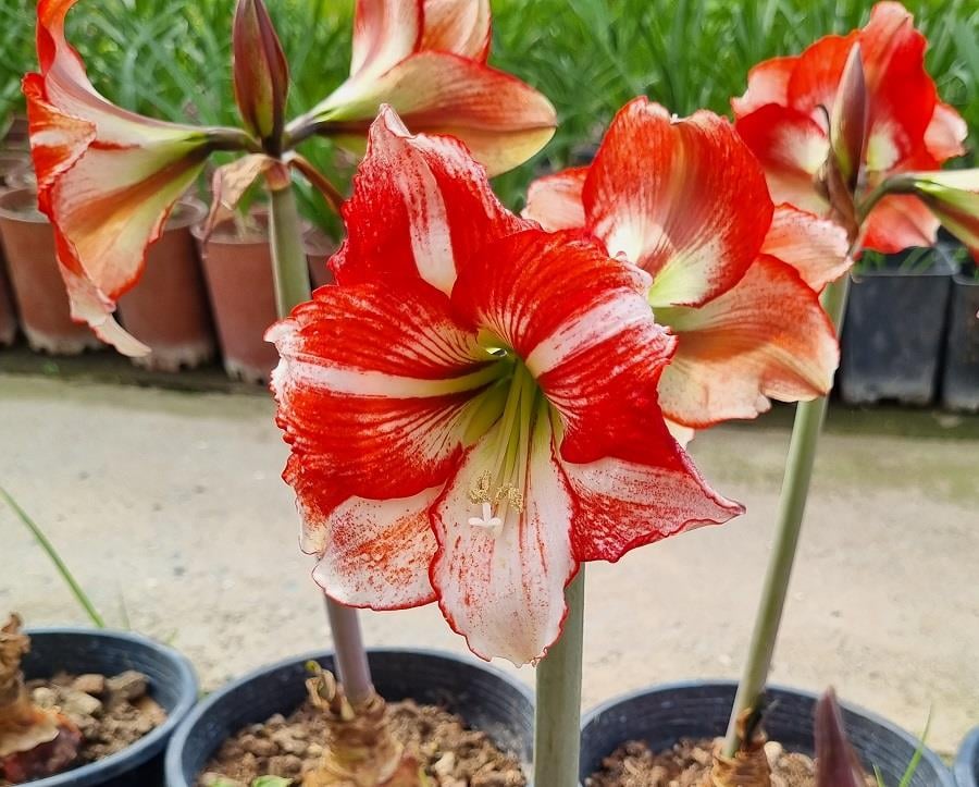 Hippeastrum Amaryllis Soğanı (Güzel Hatun Çiçeği Soğanı) Table Dance