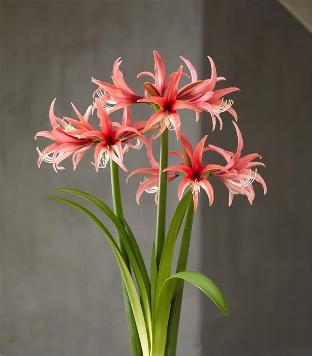 Hippeastrum Amaryllis Soğanı (Güzel Hatun Çiçeği Soğanı) Roze Cybister
