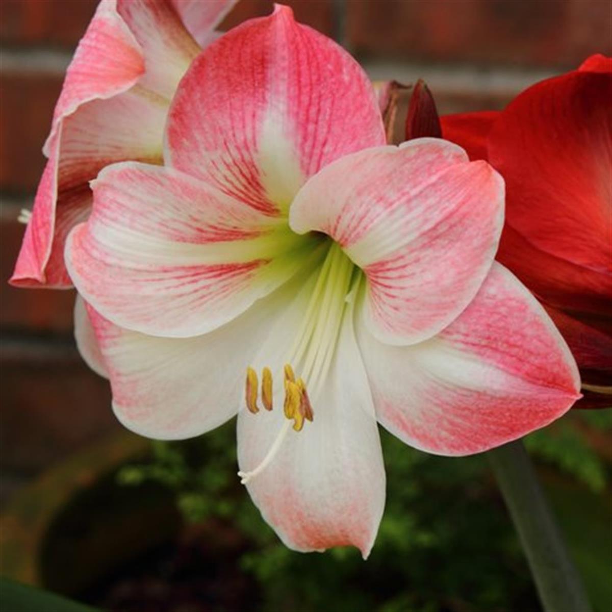 Hippeastrum Amaryllis Soğanı (Güzel Hatun Çiçeği Soğanı) APPLE BLOSSOM