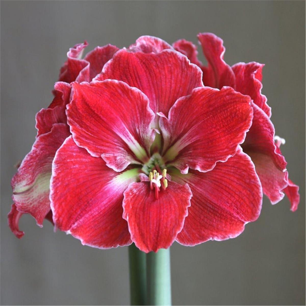 Hippeastrum Amaryllis Soğanı (Güzel Hatun Çiçeği Soğanı) Magical Touch