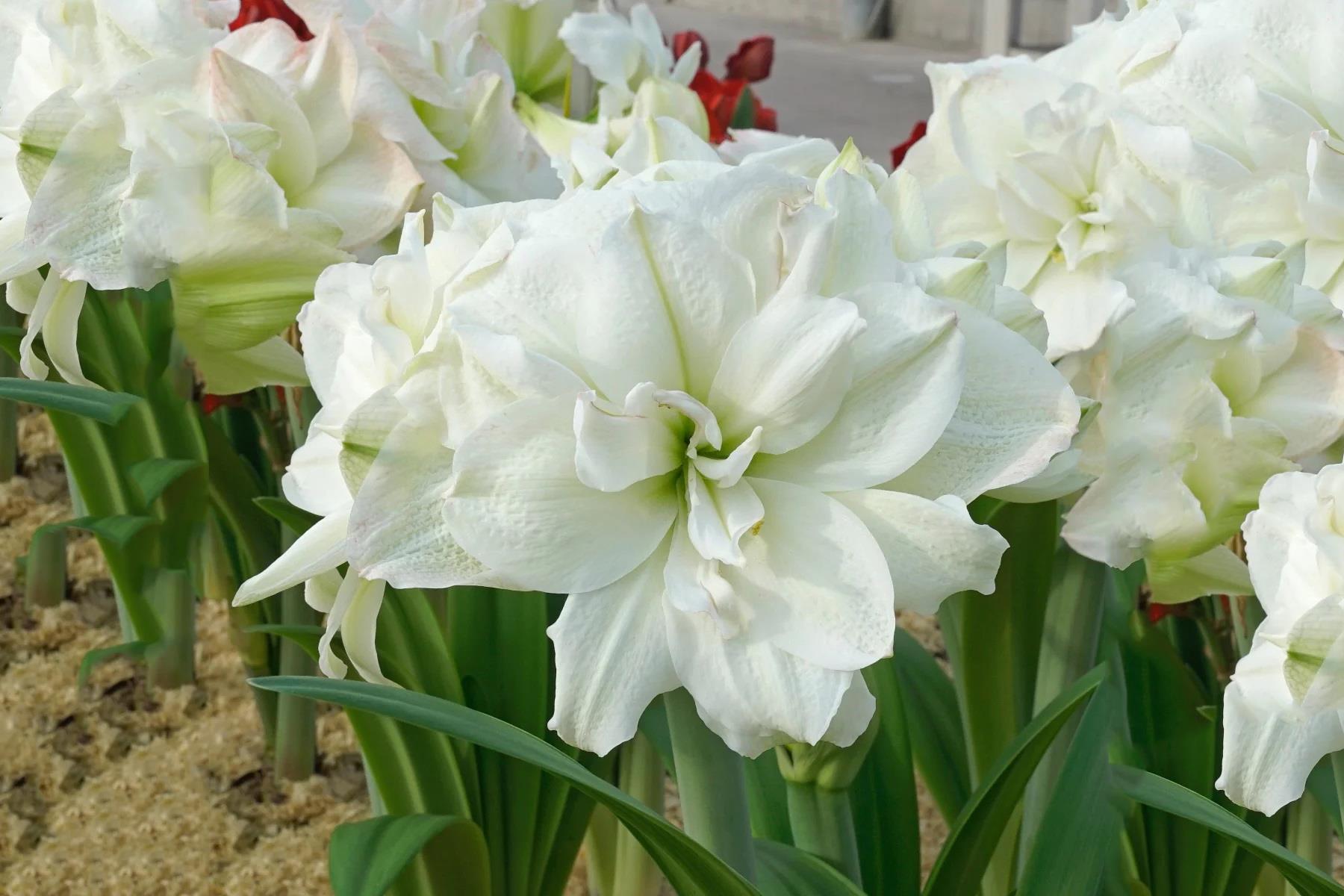 Hippeastrum Amaryllis Soğanı (Güzel Hatun Çiçeği Soğanı) Polar Belle®