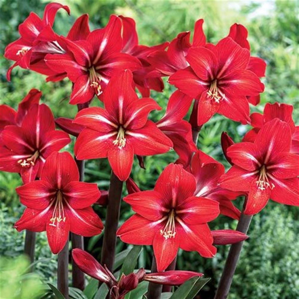 Hippeastrum Amaryllis Soğanı (Güzel Hatun Çiçeği Soğanı) Red Fire