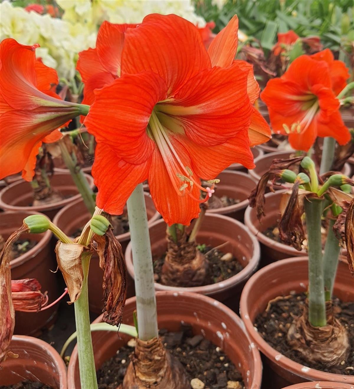 Hippeastrum Amaryllis Soğanı (Güzel Hatun Çiçeği Soğanı) Orange Queen