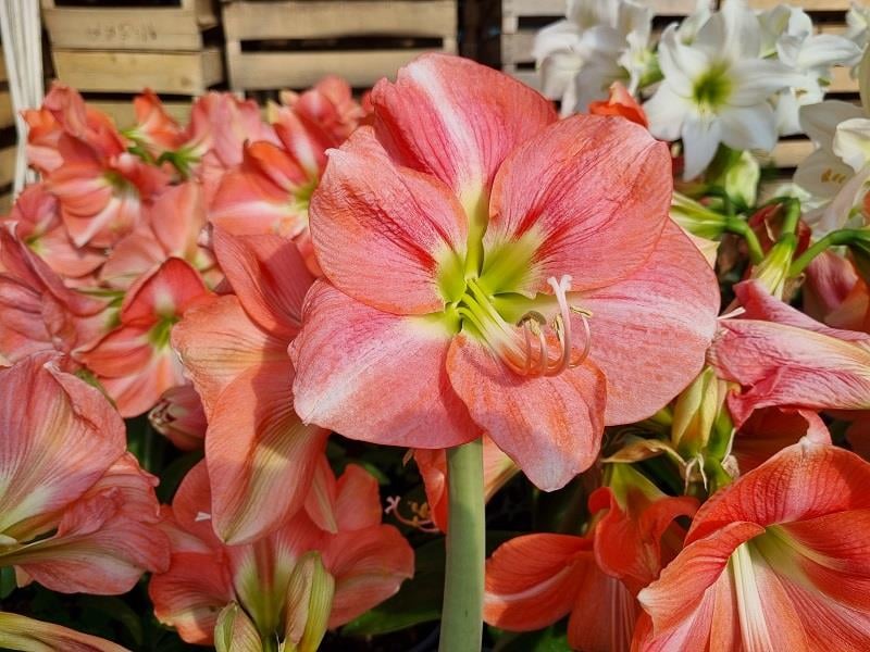 Hippeastrum Amaryllis Soğanı (Güzel Hatun Çiçeği Soğanı) Rosalie
