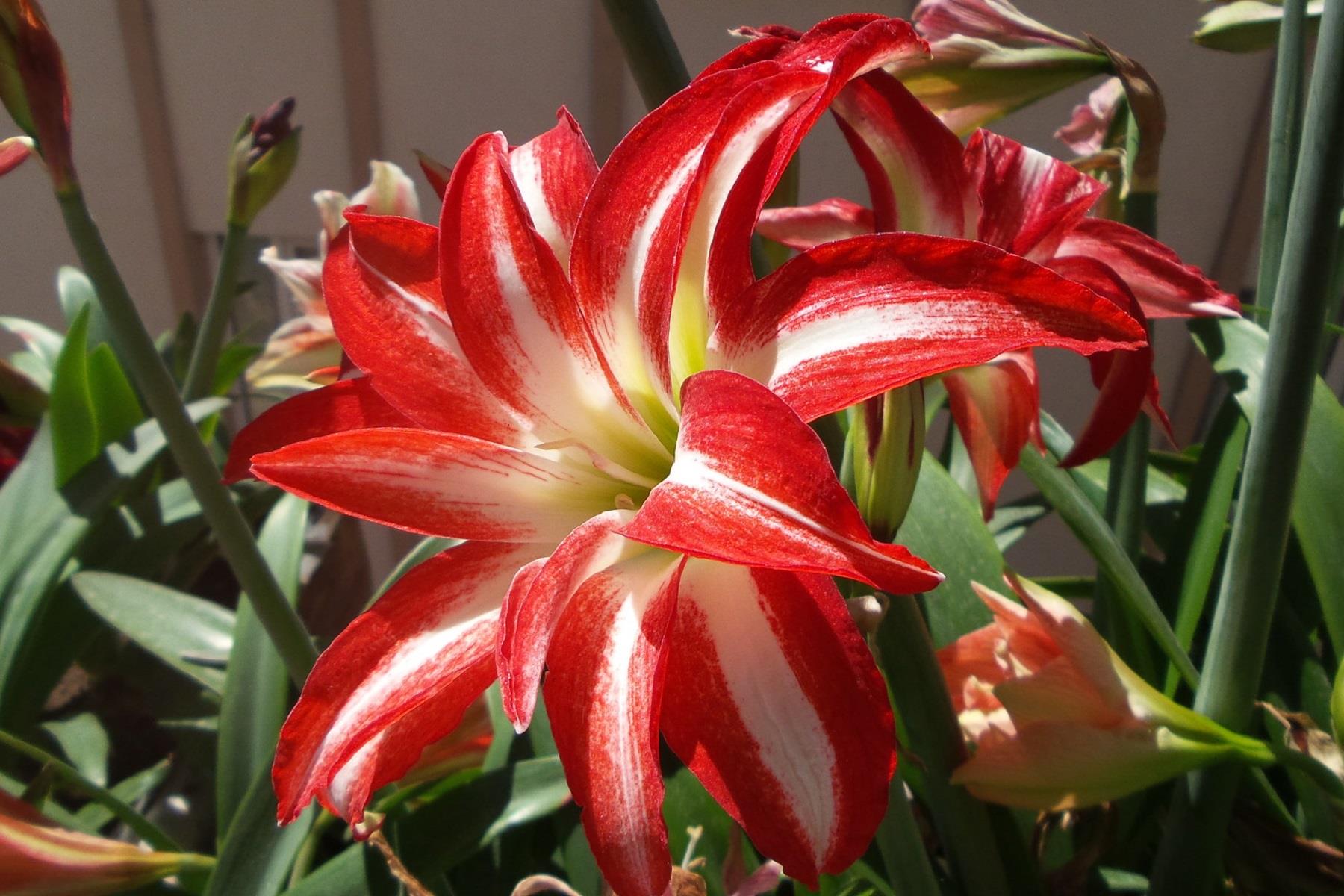Hippeastrum Amaryllis Soğanı (Güzel Hatun Çiçeği Soğanı) Splash