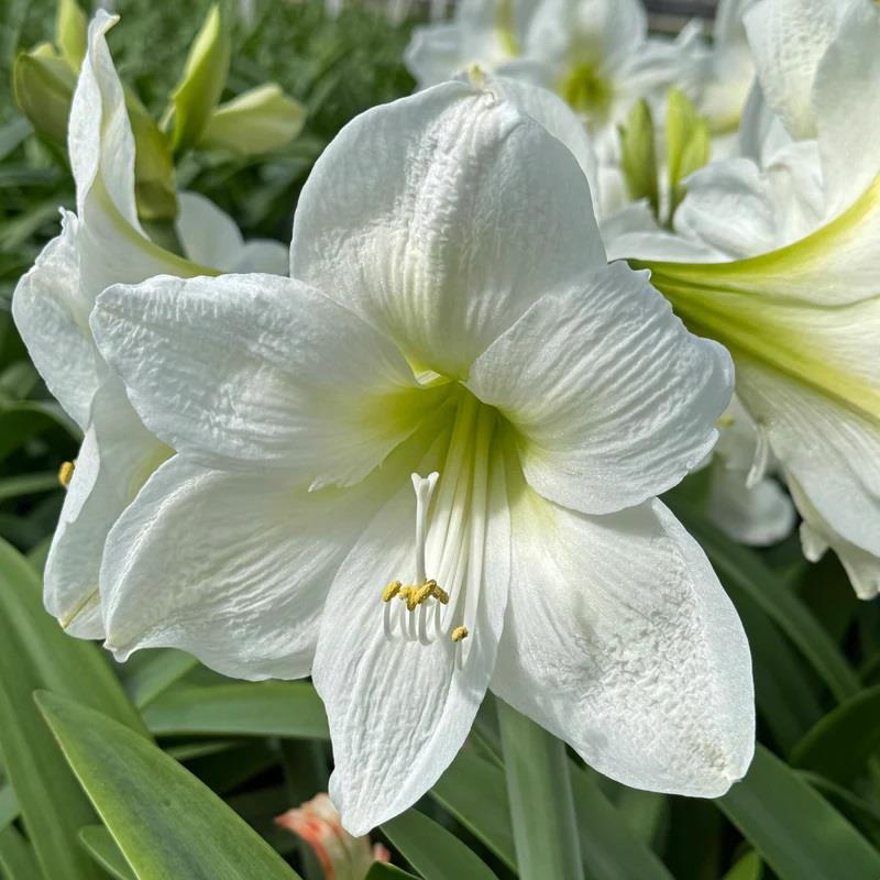 Hippeastrum Amaryllis Soğanı (Güzel Hatun Çiçeği Soğanı) Costa Blanca