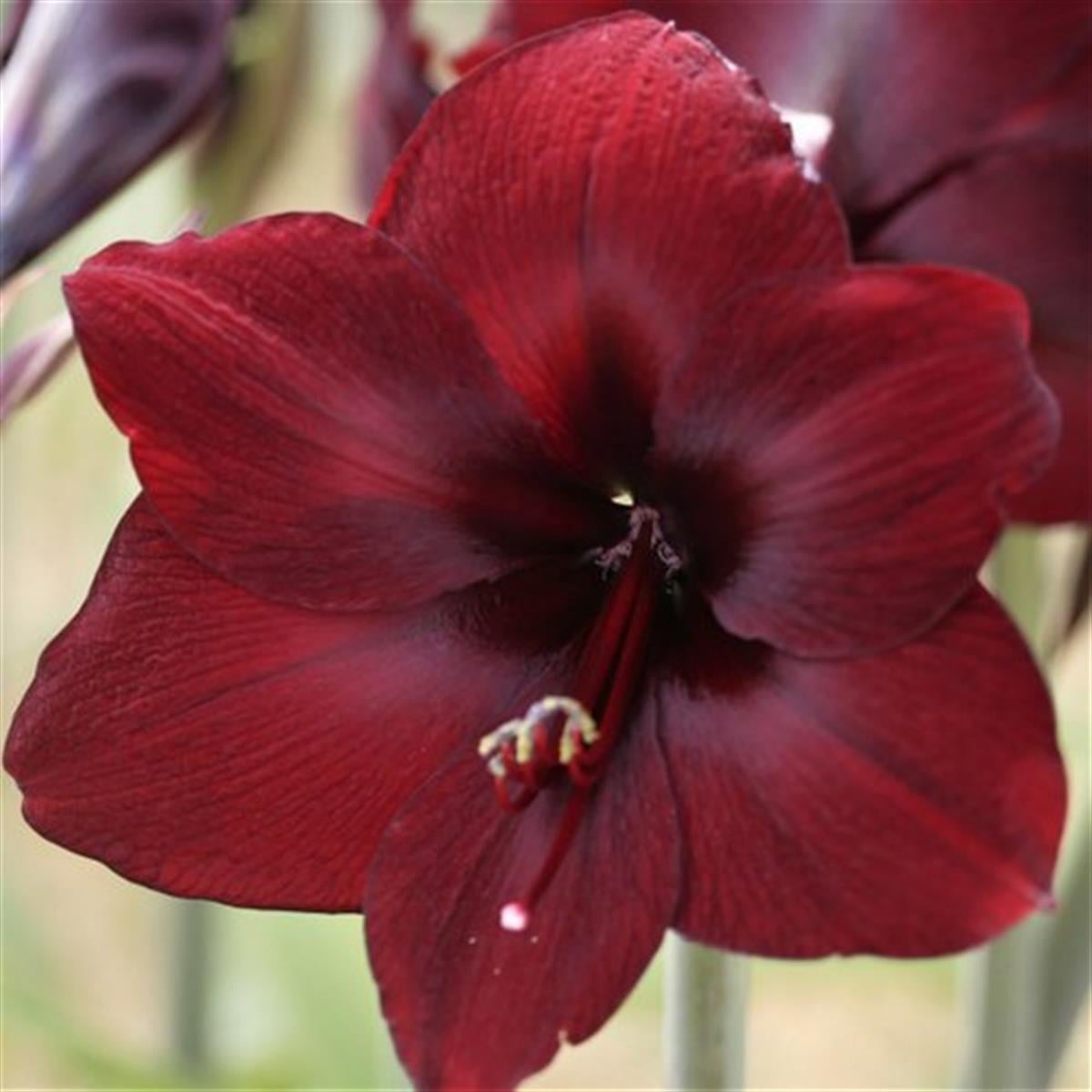 Hippeastrum Amaryllis Soğanı (Güzel Hatun Çiçeği Soğanı) Benfica