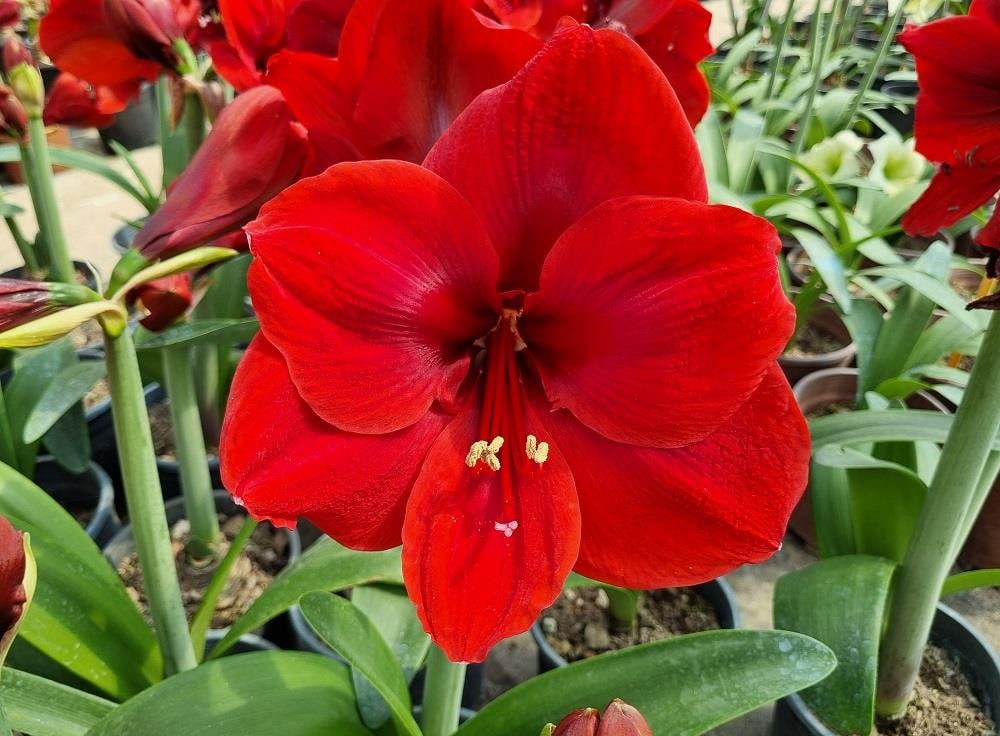 Hippeastrum Amaryllis Soğanı (Güzel Hatun Çiçeği Soğanı) Liberty