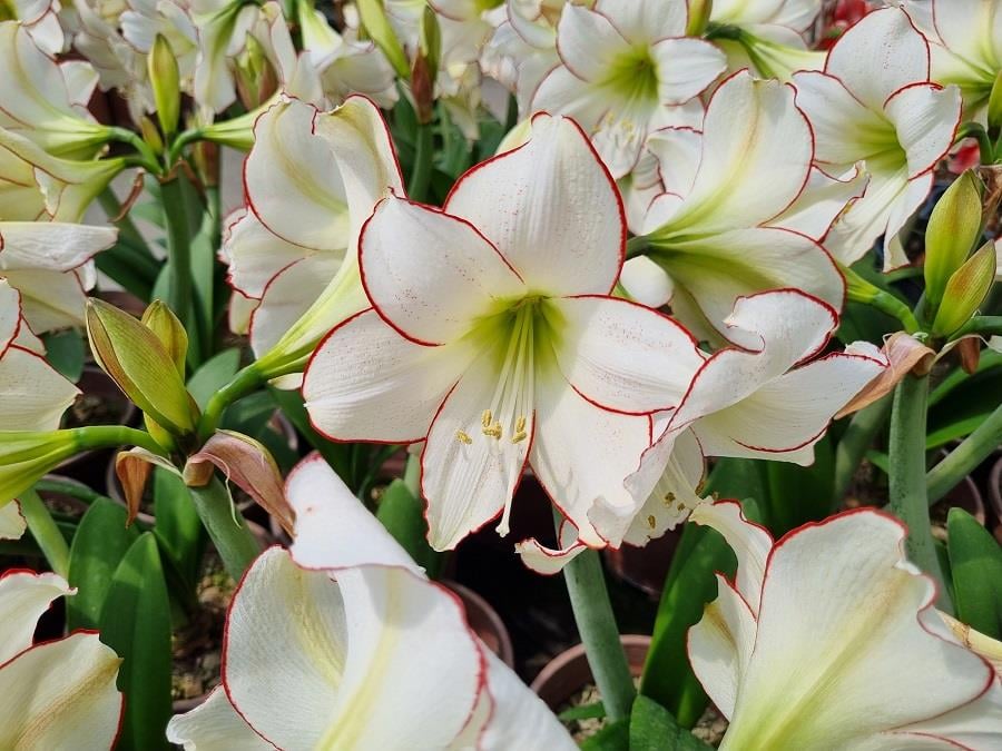 Hippeastrum Amaryllis Soğanı (Güzel Hatun Çiçeği Soğanı) Picasso