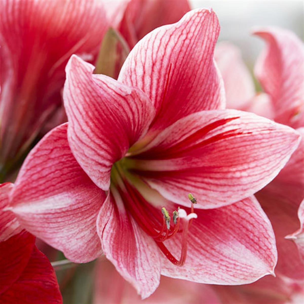 Hippeastrum Amaryllis Soğanı (Güzel Hatun Çiçeği Soğanı) Gervase