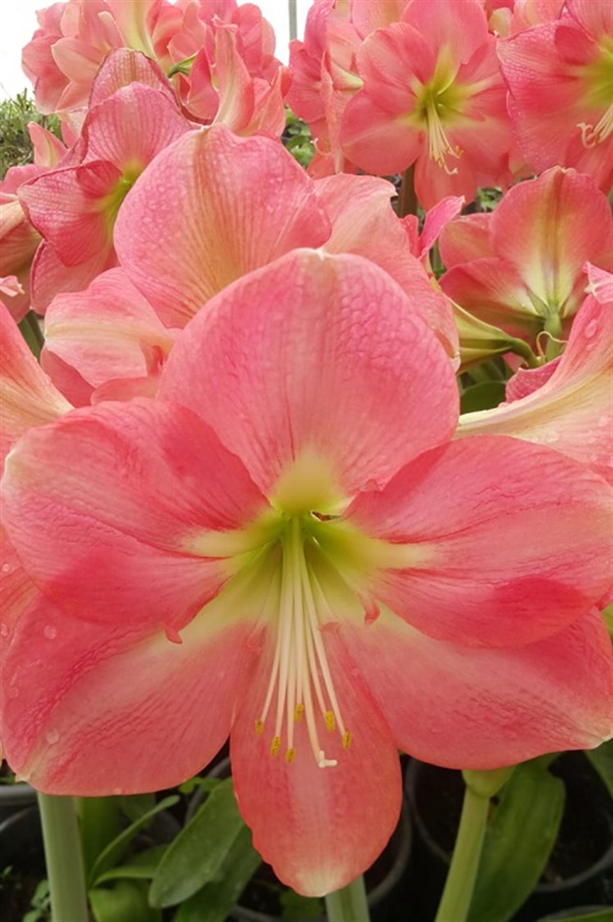 Hippeastrum Amaryllis Soğanı (Güzel Hatun Çiçeği Soğanı) Estella