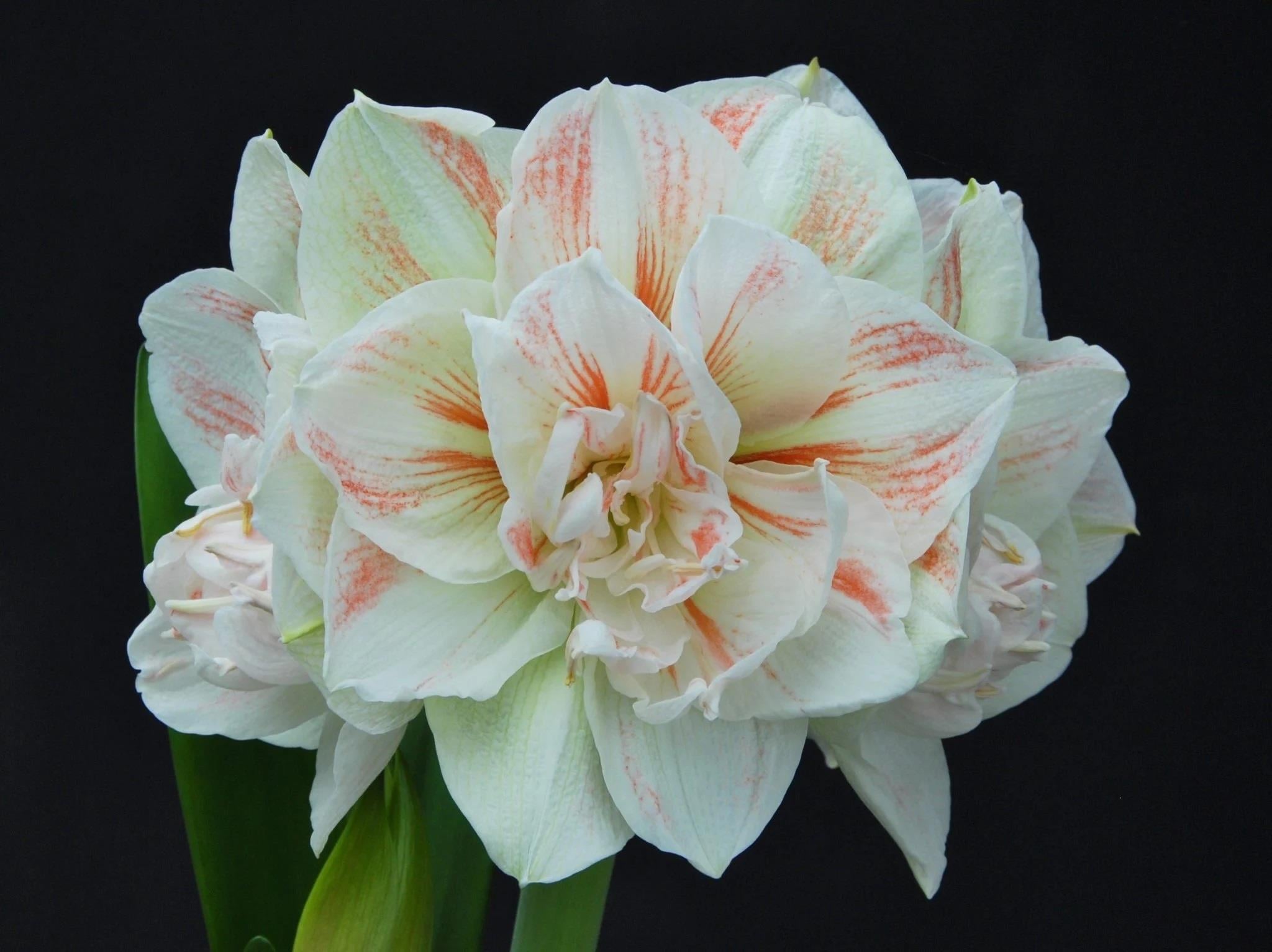 Hippeastrum Amaryllis Soğanı (Güzel Hatun Çiçeği Soğanı) Nymph
