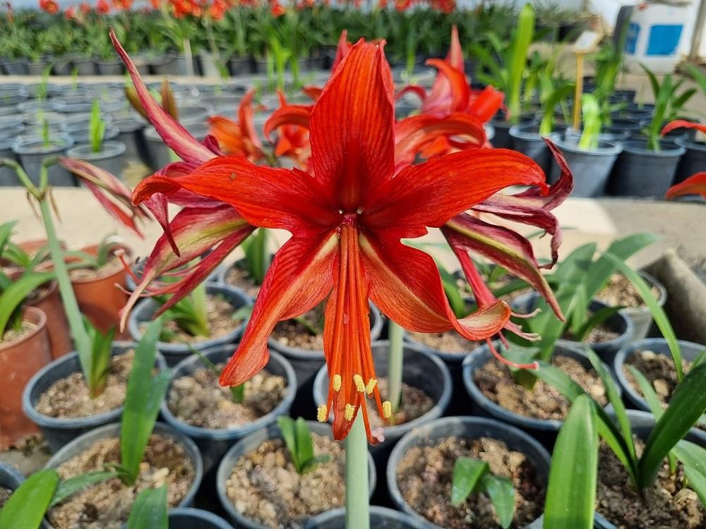 Hippeastrum Amaryllis Soğanı (Güzel Hatun Çiçeği Soğanı) Bogota