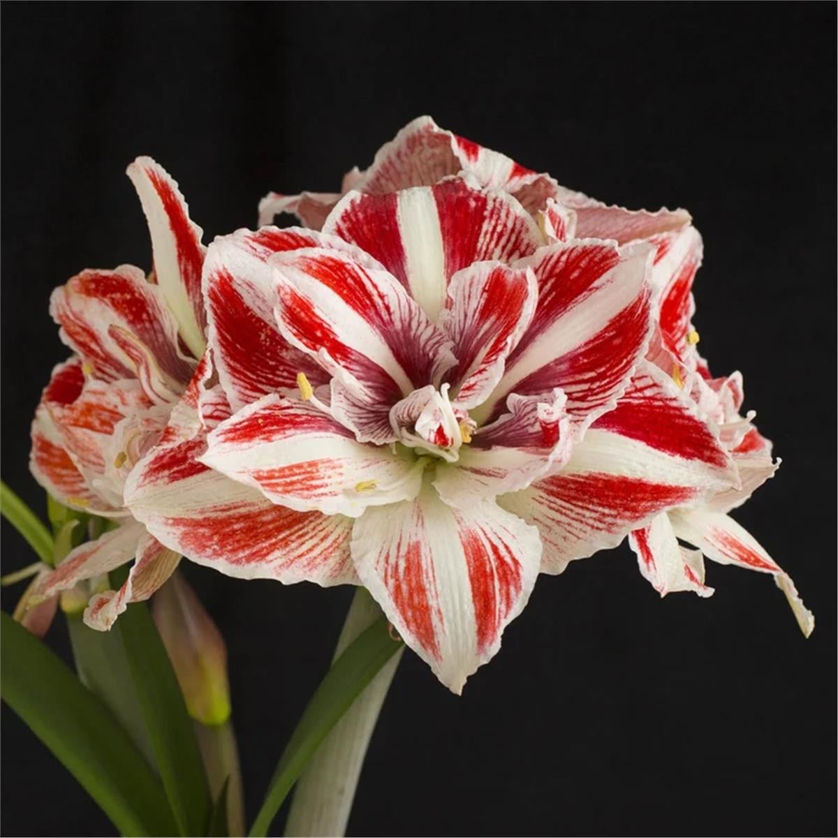Hippeastrum Amaryllis Soğanı (Güzel Hatun Çiçeği Soğanı) Bright Nymph