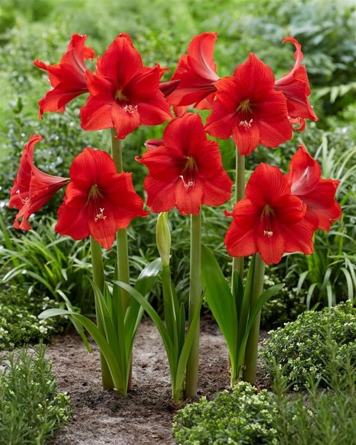 Hippeastrum Amaryllis Soğanı (Güzel Hatun Çiçeği Soğanı) Red Tiger