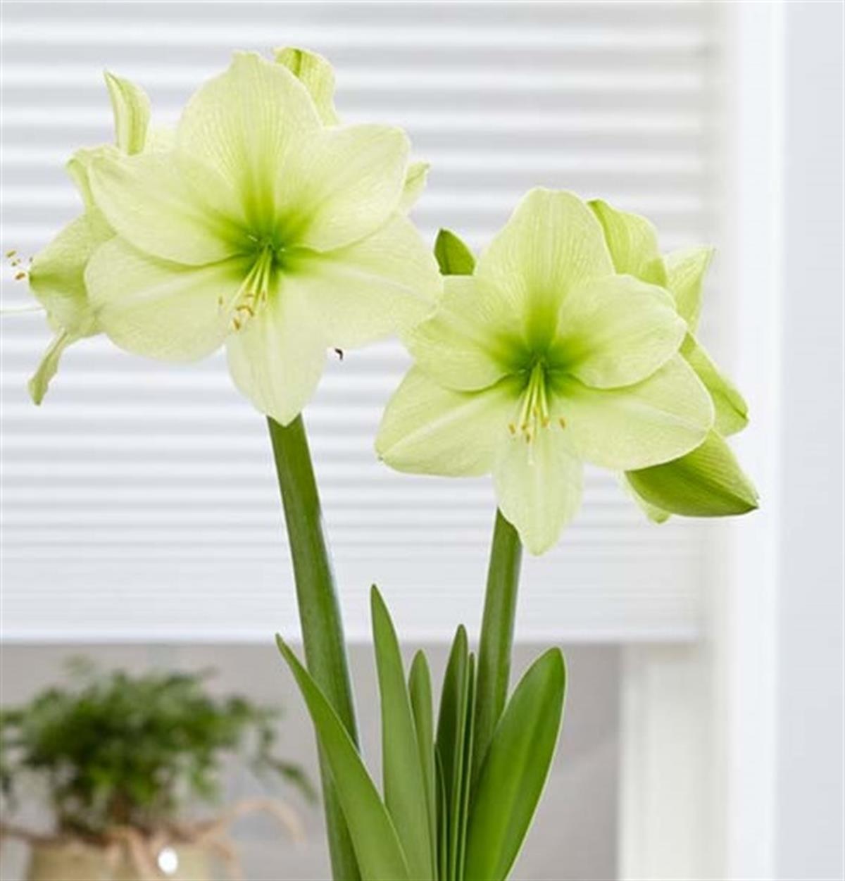 Hippeastrum Amaryllis Soğanı (Güzel Hatun Çiçeği Soğanı) Fantasy