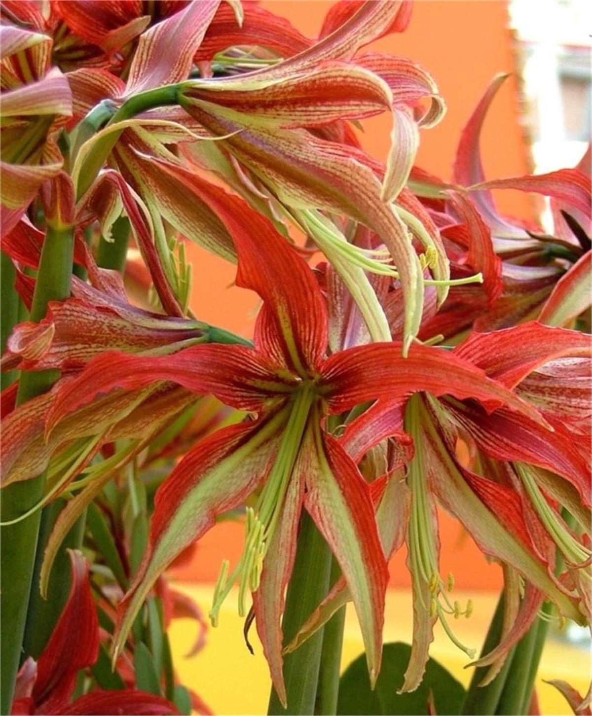 Hippeastrum Amaryllis Soğanı (Güzel Hatun Çiçeği Soğanı) Cybister Orange