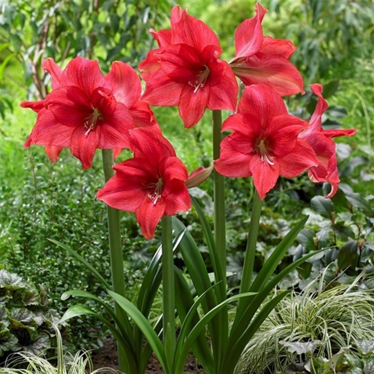 Hippeastrum Amaryllis Soğanı (Güzel Hatun Çiçeği Soğanı) Mastermind