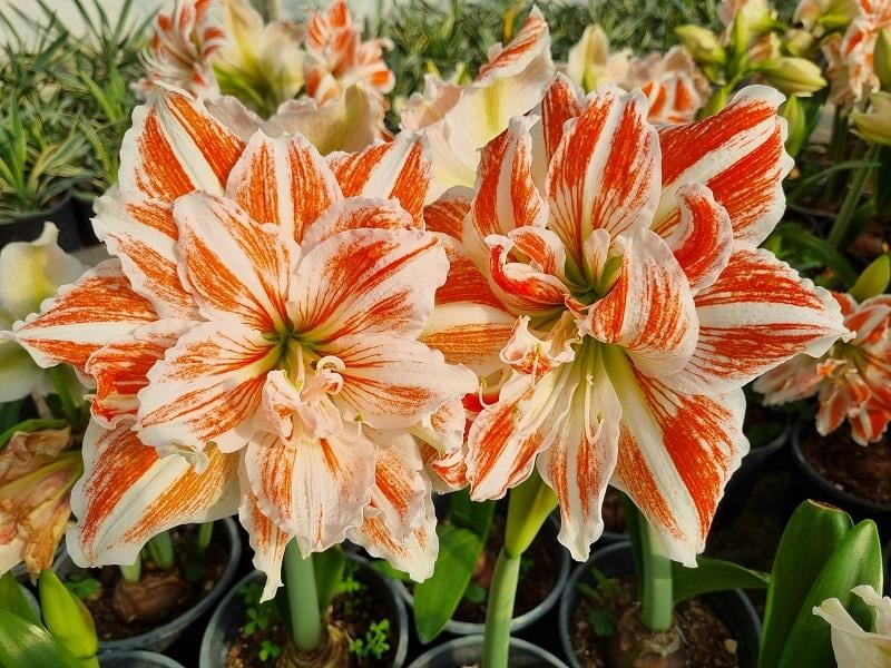 Hippeastrum Amaryllis Soğanı (Güzel Hatun Çiçeği Soğanı) Dancing Queen