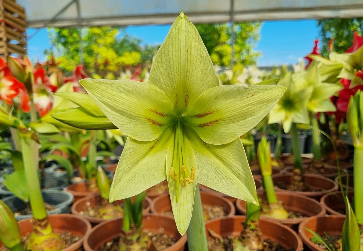 Hippeastrum Amaryllis Soğanı (Güzel Hatun Çiçeği Soğanı) Green Valley
