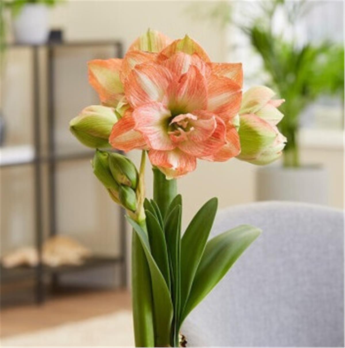 Hippeastrum Amaryllis Soğanı (Güzel Hatun Çiçeği Soğanı) Beautiful Emotion