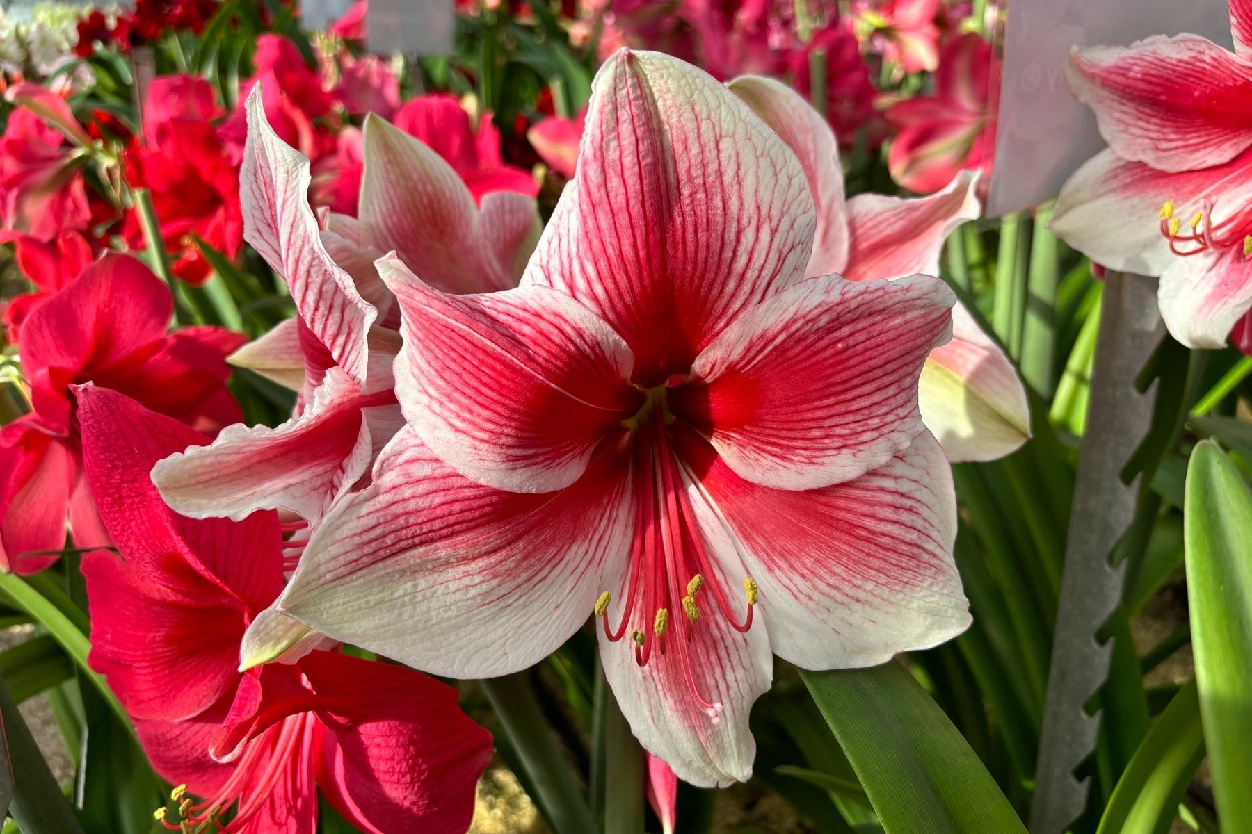 Hippeastrum Amaryllis Soğanı (Güzel Hatun Çiçeği Soğanı) Pink Beauty®
