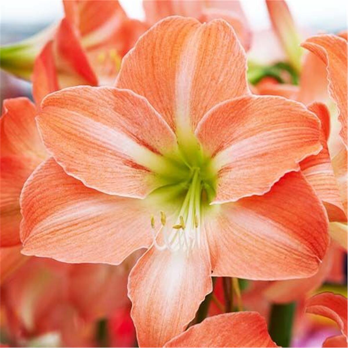 Hippeastrum Amaryllis Soğanı (Güzel Hatun Çiçeği Soğanı) King Star