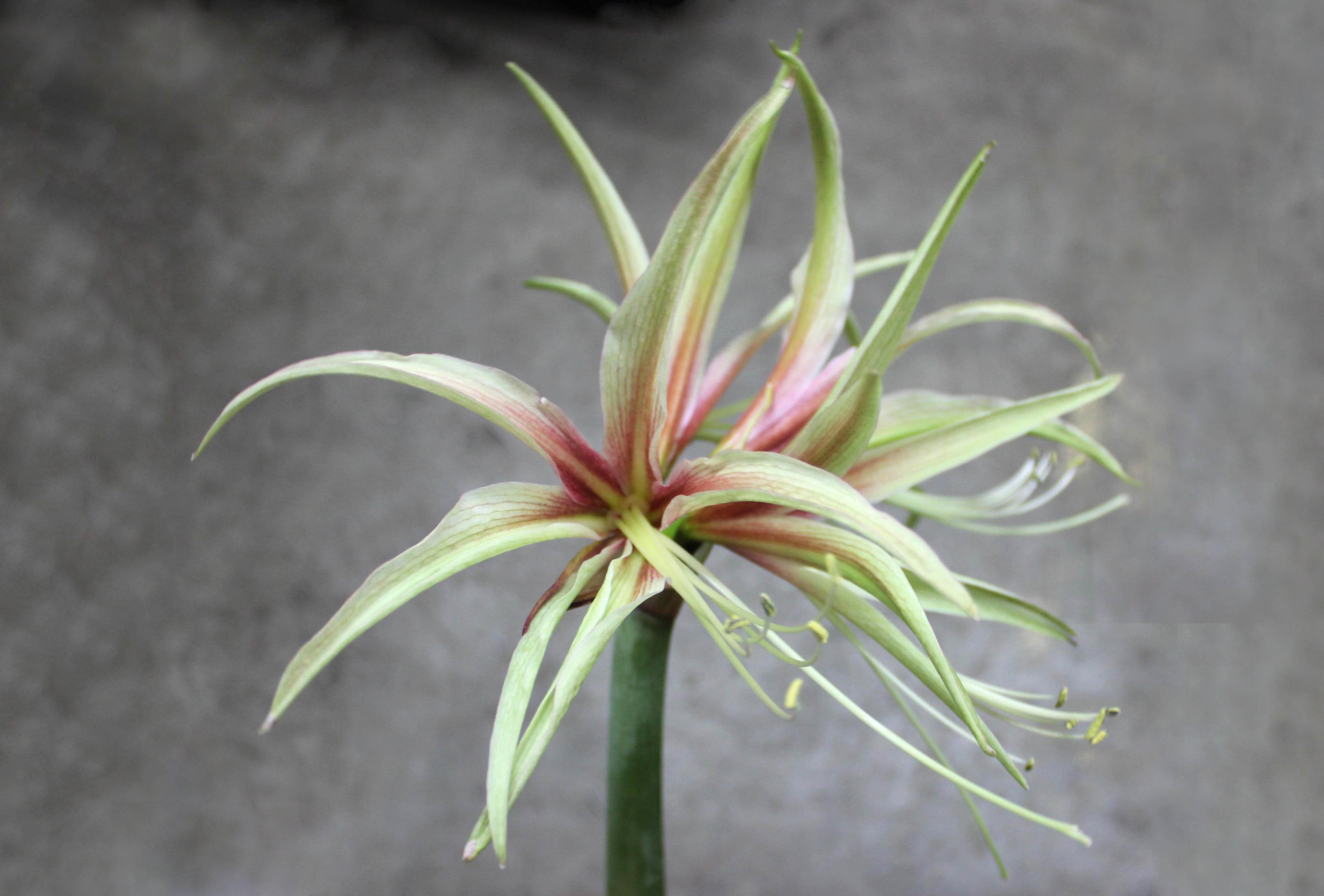 Hippeastrum Amaryllis Soğanı (Güzel Hatun Çiçeği Soğanı) Tarantula