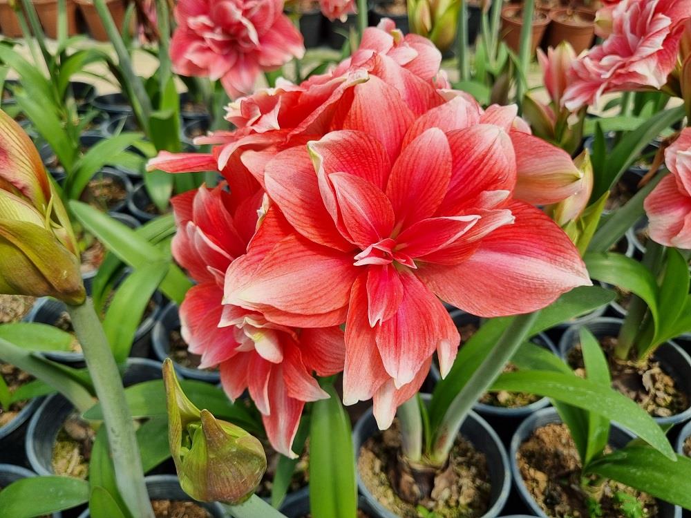 Hippeastrum Amaryllis Soğanı (Güzel Hatun Çiçeği Soğanı) Double Dream