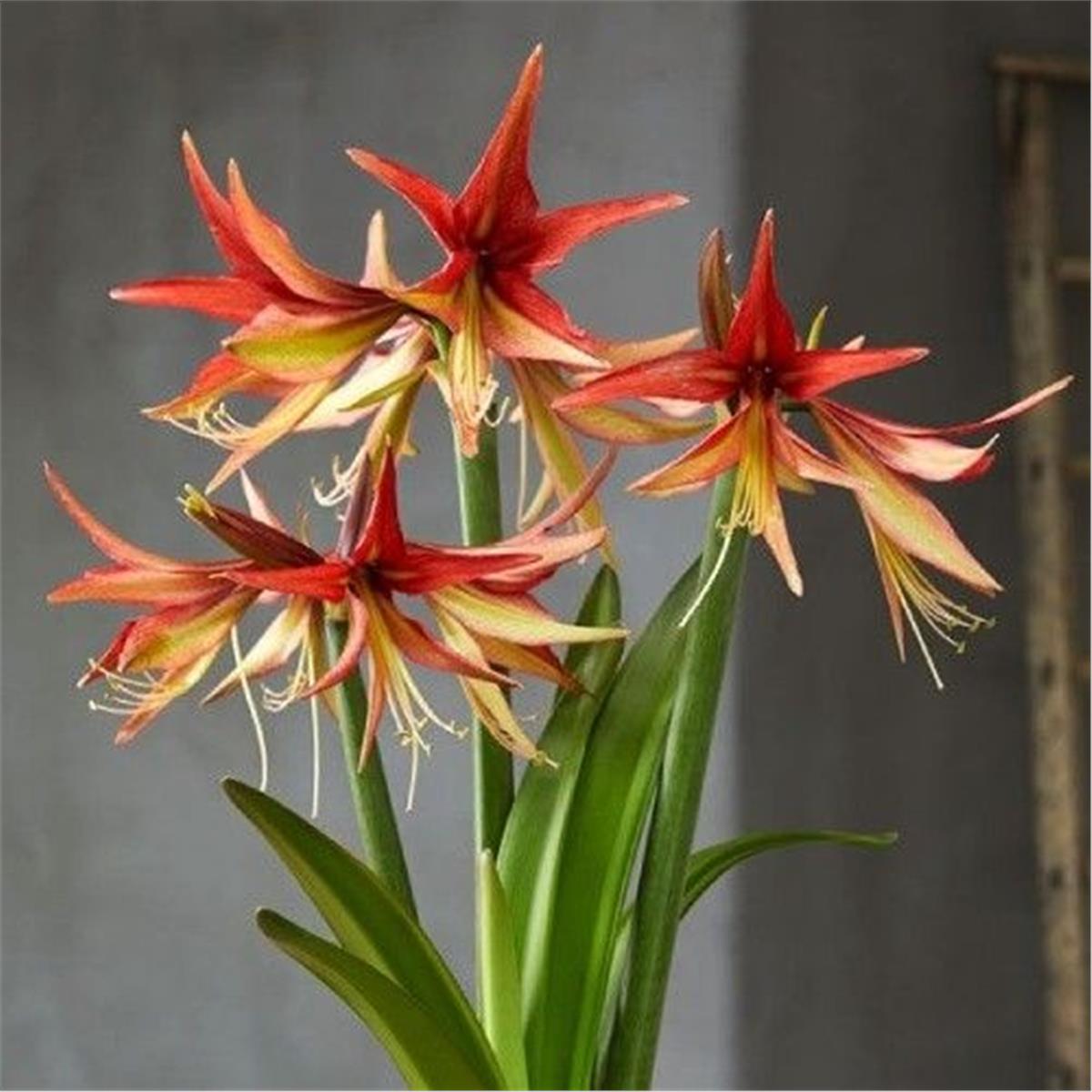 Hippeastrum Amaryllis Soğanı (Güzel Hatun Çiçeği Soğanı) Sumatra