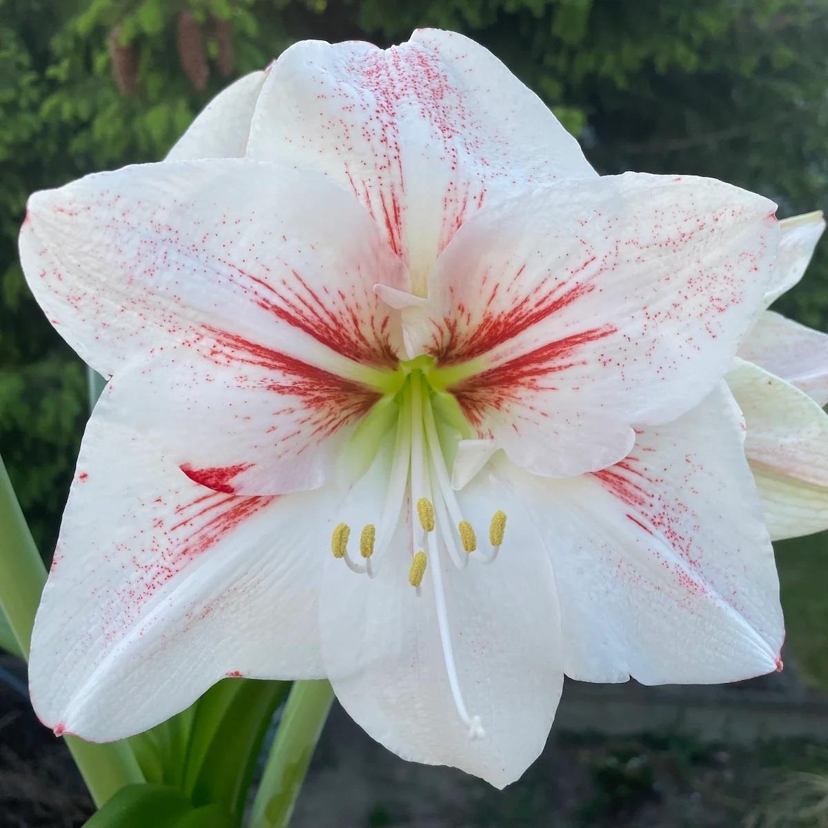 Hippeastrum Amaryllis Soğanı (Güzel Hatun Çiçeği Soğanı) Elsa