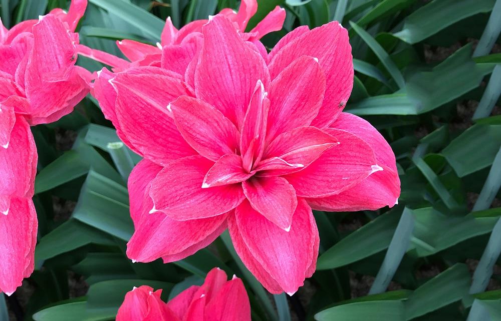 Hippeastrum Amaryllis Soğanı (Güzel Hatun Çiçeği Soğanı) Candy Nymph