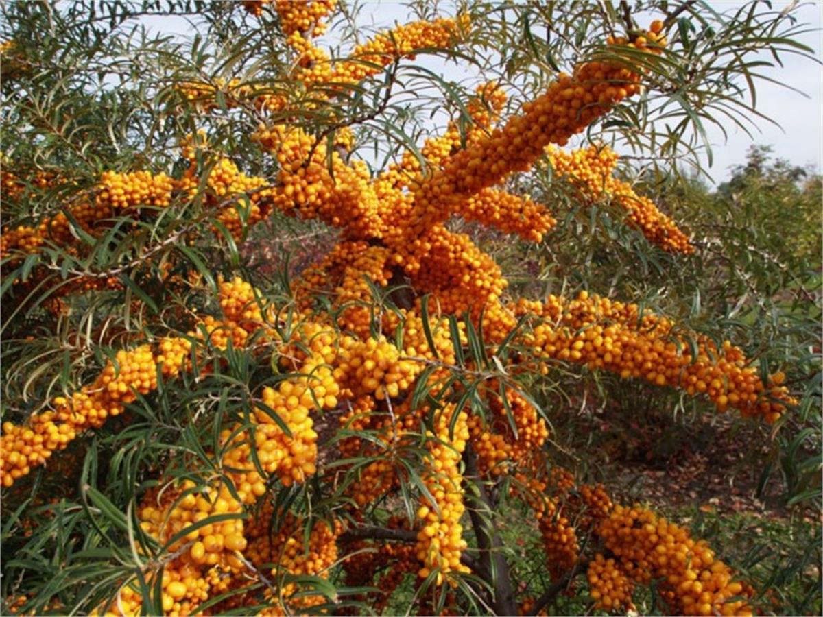 Hippophae rhamnoides Habego DİŞİ Yalancı Yabani iğde fidanı