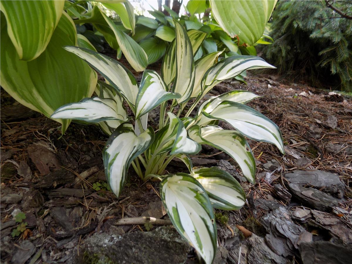 Hosta Ağustos Zambağı fidesi Fireworks