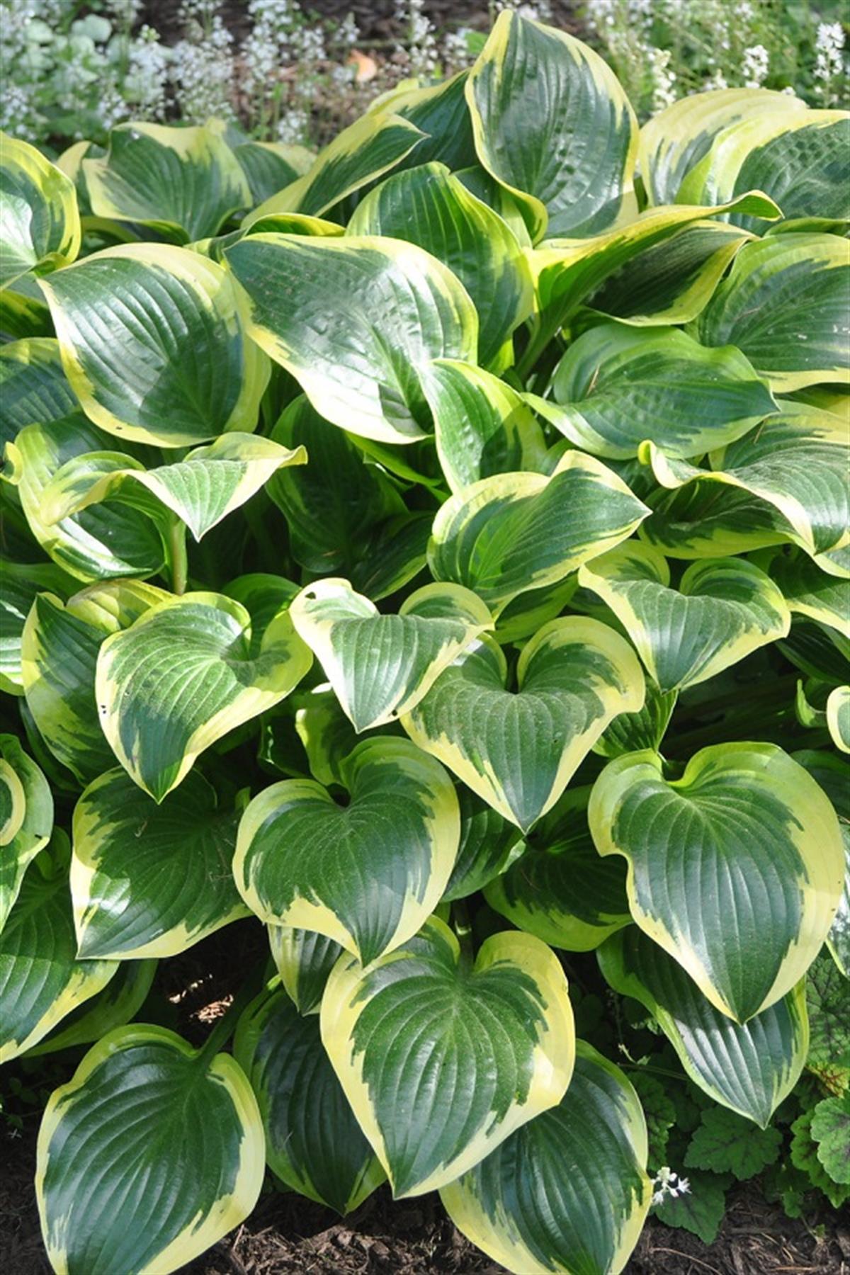 Hosta Ağustos Zambağı fidesi Queen Josephine