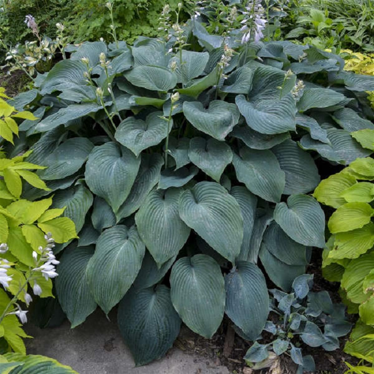 Hosta Blue Angel Ağustos Zambağı fidesi