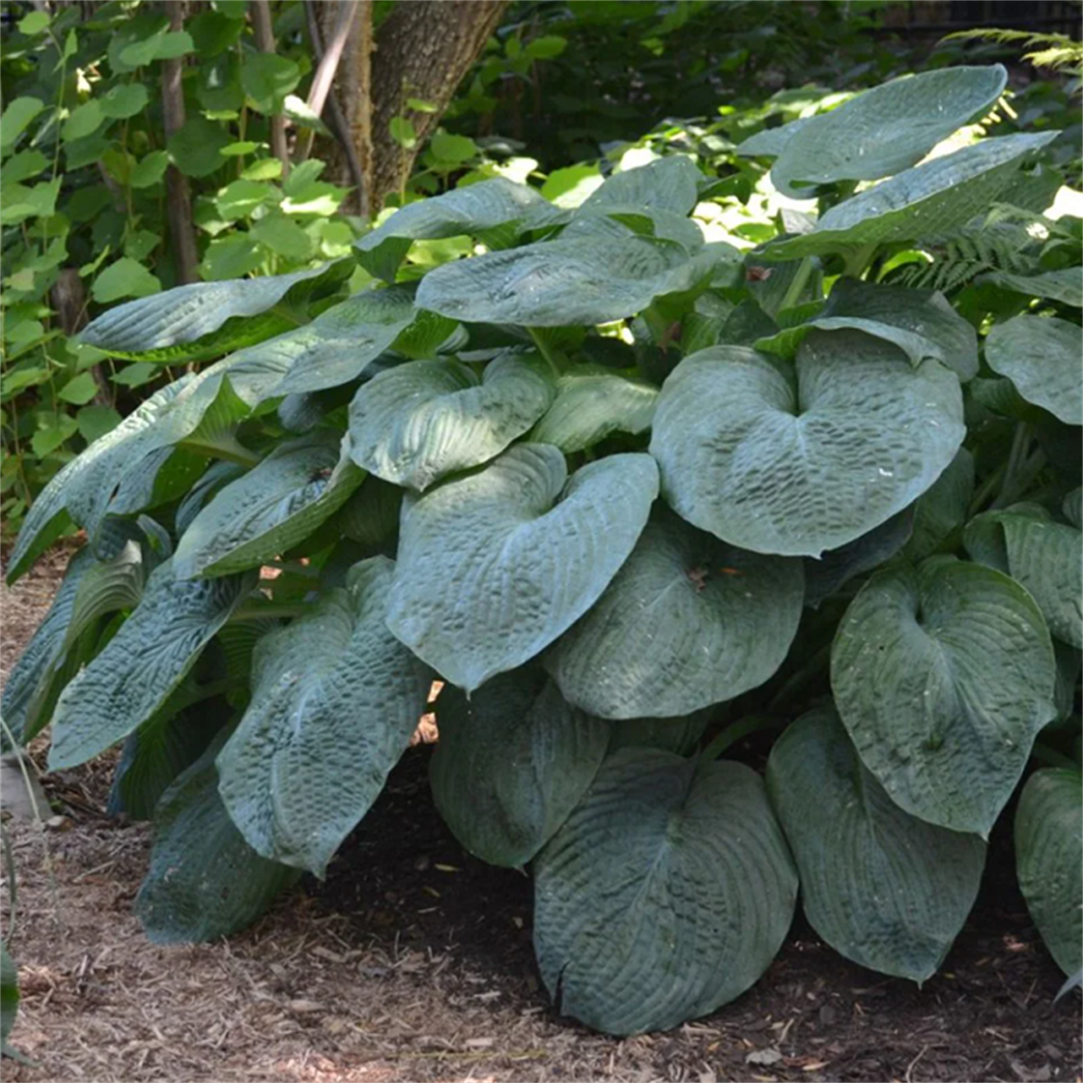Hosta elegans Ağustos Zambağı fidesi