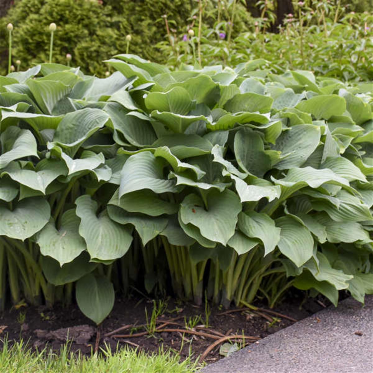 Hosta Krossa Regal Ağustos Zambağı fidesi